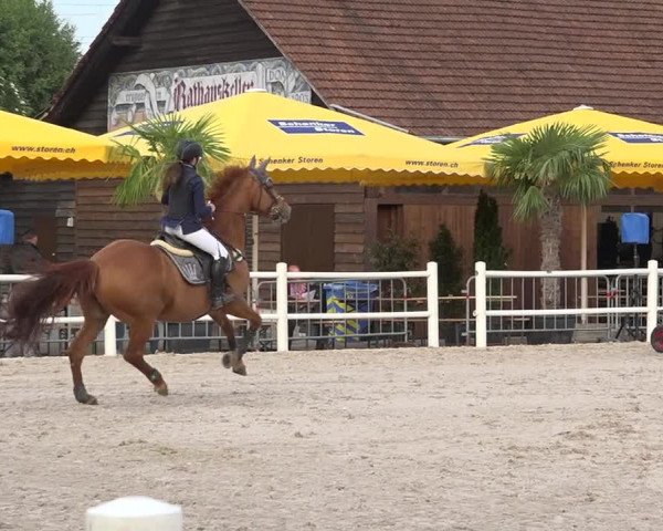 Reitturnier Zug 2019