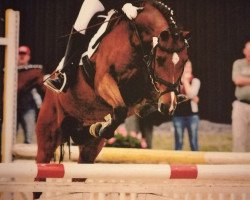 dressage horse Daxeur (German Riding Pony, 1995, from Dark Rex)