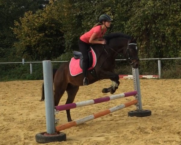 dressage horse Nando533 (German Riding Pony, 2012, from Nagano)