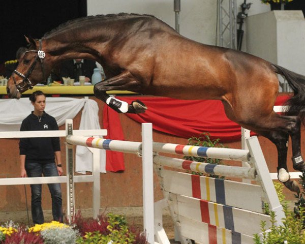 stallion Questro (Oldenburg, 2008, from Quidam's Rubin)