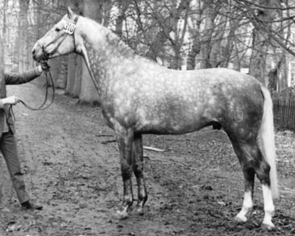 stallion Markies (Holsteiner, 1963, from Manometer xx)