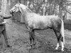 stallion Markies (Holsteiner, 1963, from Manometer xx)