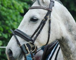 jumper Cortina (Hanoverian, 2008, from Clinton H)