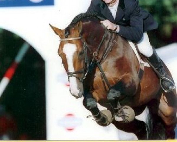 stallion Palestro van de Begijnakker (Belgian Warmblood, 1992, from Quidam de Revel)