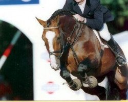 stallion Palestro van de Begijnakker (Belgian Warmblood, 1992, from Quidam de Revel)