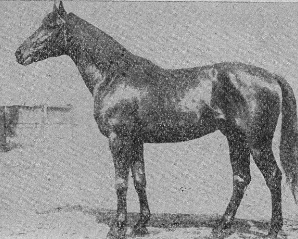 stallion Furioso XIII-3 (Furioso, 1926, from Furioso XIII)