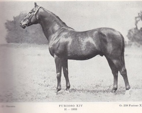 stallion Furioso XIII-2 (Czech Warmblood, 1933, from Furioso XIII-3)