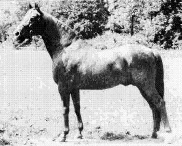 stallion Przedswit X (Przedswit, 1952, from 165 Przedswit VII-4)