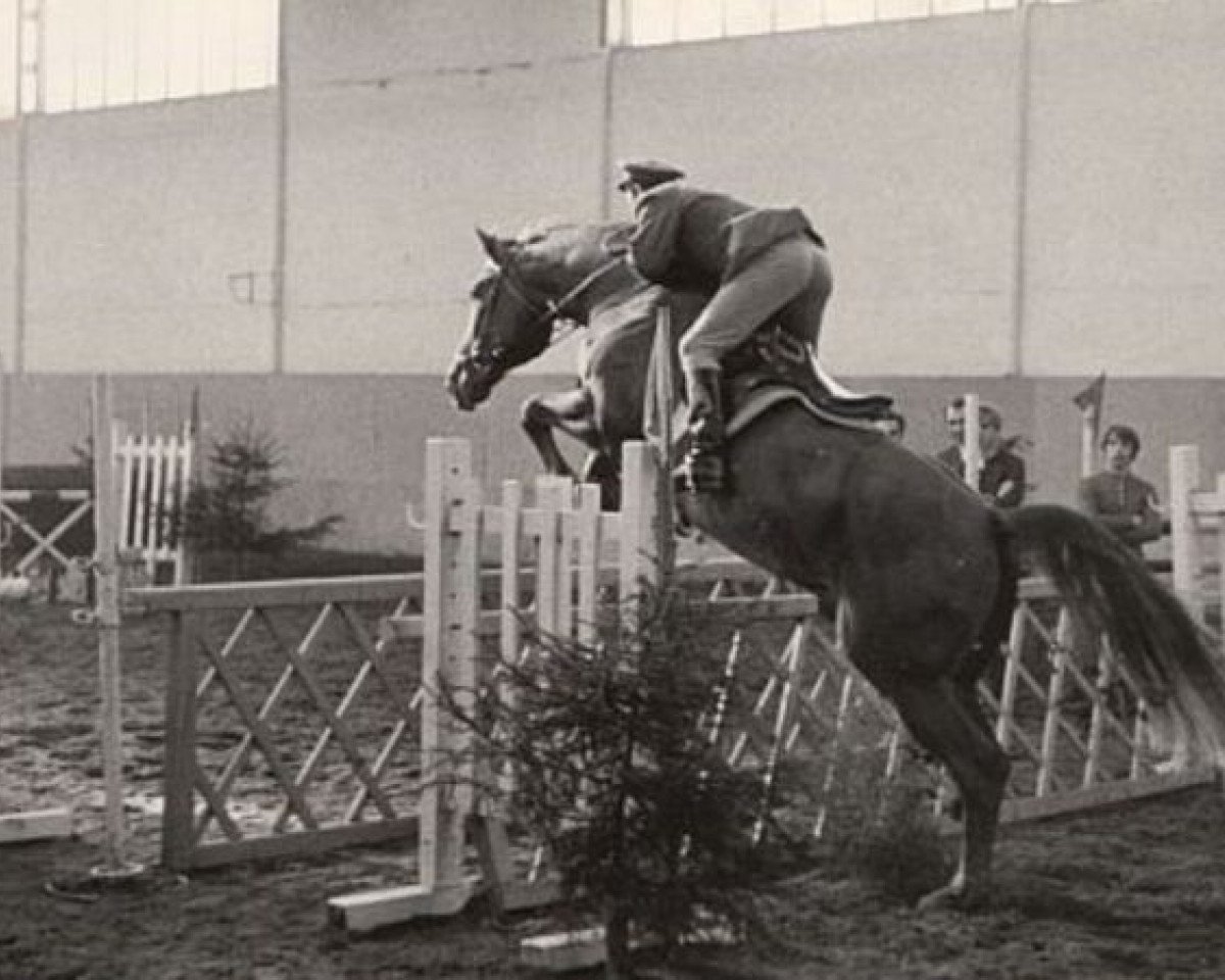 stallion Przedswit XII-Alb (Czech Warmblood, 1965, from Przedswit X)