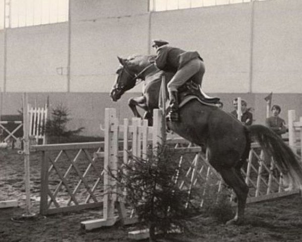 stallion Przedswit XII-Alb (Czech Warmblood, 1965, from Przedswit X)
