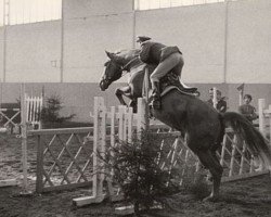 Deckhengst Przedswit XII-Alb (Tschechisches Warmblut, 1965, von Przedswit X)