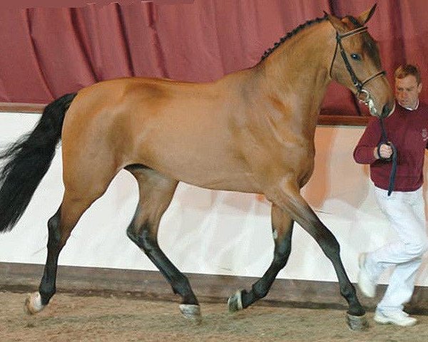 stallion Comes (Holsteiner, 2002, from Corrado I)