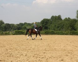 Zuchtstute Shaheena (Westfale, 2010, von Son of Cologne)