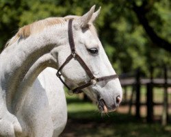 broodmare G-Cerise (Holsteiner, 1992, from Calando I)