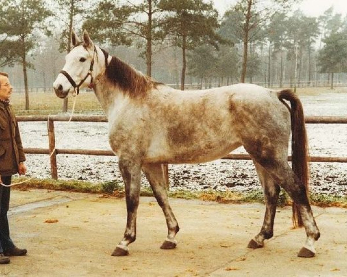 Zuchtstute Glorita Z (Hannoveraner, 1972, von Gotthard)