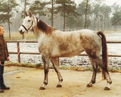 broodmare Glorita Z (Hanoverian, 1972, from Gotthard)