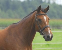 broodmare Cartarise Z (Zangersheide riding horse, 1998, from Carthago)