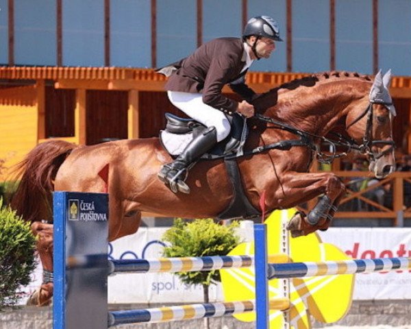 stallion Aristo Z (Zangersheide riding horse, 2001, from Artos Z)