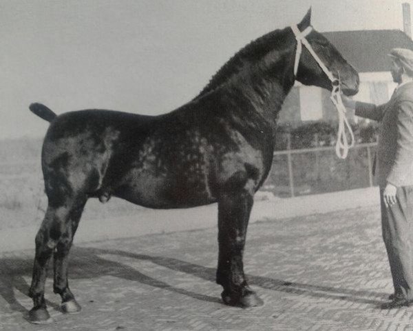 stallion Ilfons (Groningen, 1935, from Gambo II)