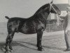 stallion Ilfons (Groningen, 1935, from Gambo II)