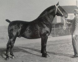 Deckhengst Ilfons (Groninger, 1935, von Gambo II)