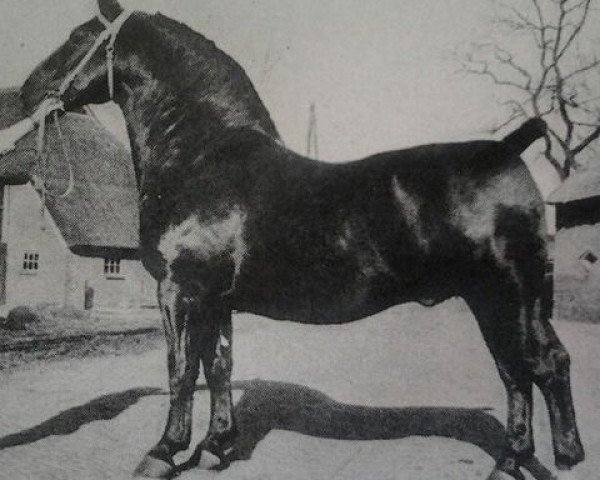 stallion Inspecteur (KWPN (Royal Dutch Sporthorse), 1941, from Ilfons)