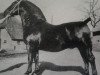 stallion Inspecteur (Dutch Warmblood, 1941, from Ilfons)