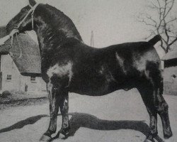 Deckhengst Inspecteur (KWPN (Niederländisches Warmblut), 1941, von Ilfons)