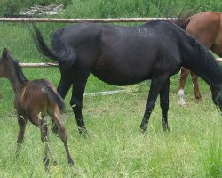 Zuchtstute Pomada (Tschechisches Warmblut,  , von Valat-33)