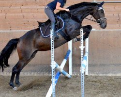 dressage horse Hope 73 (Czech Warmblood, 2011, from Landino)