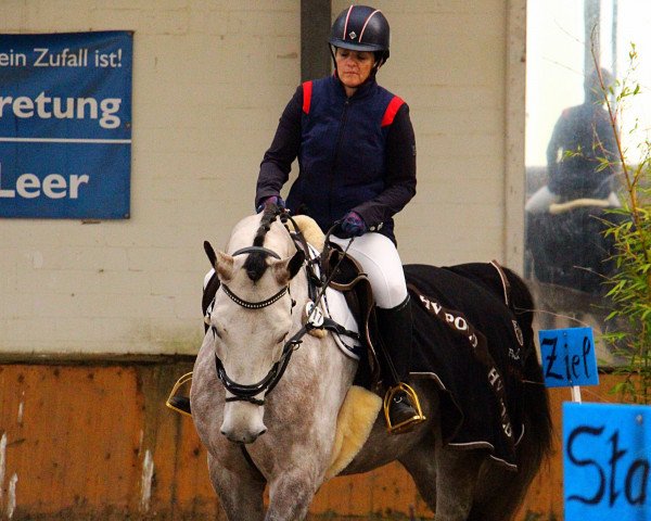 Pferd Casper (Holsteiner,  )