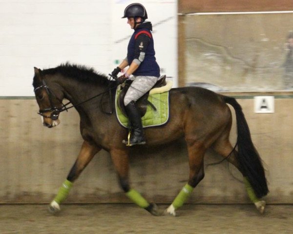 Springpferd Cascall's Pocket Rocket (Oldenburger Springpferd,  , von Cascall)