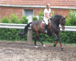 horse Collmann 96 (Oldenburg,  , from Corlando)