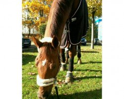 dressage horse Donnaiolo (Rhinelander, 2006, from Donnerschlag)