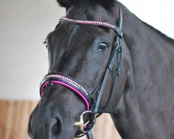 broodmare Franka (Saxony-Anhaltiner, 1999, from Ferman)