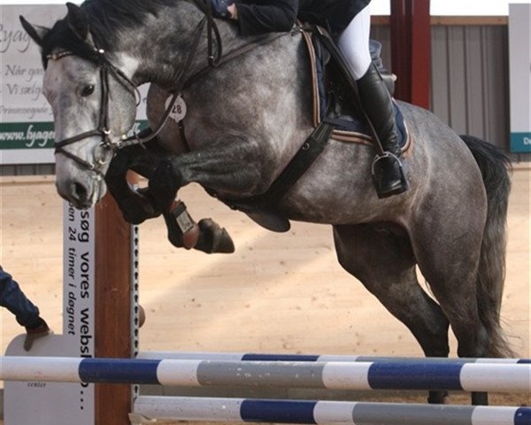 jumper Emilo van Orshof (Belgian Warmblood, 2004, from Winningmood van de Arenberg)