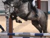 jumper Emilo van Orshof (Belgian Warmblood, 2004, from Winningmood van de Arenberg)