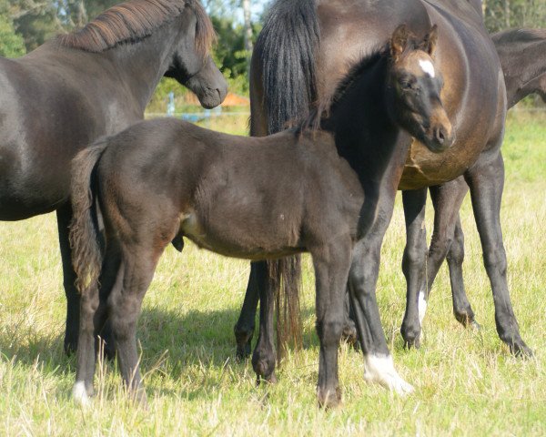 horse A Lot of Unicum (Swedish Riding Pony, 2015, from Speyksbosch Dancer)