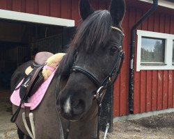 broodmare Tiffy (German Riding Pony, 2002, from Renoir)