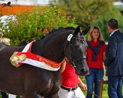 broodmare Glücksfee (Swedish Warmblood, 2009)