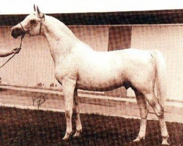 broodmare 230 Koheilan-1 (Shagya Arabian, 1923, from Koheilan IV-11 ox)