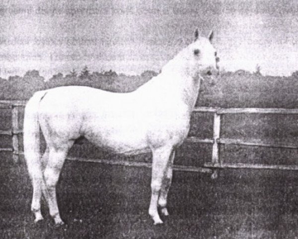 horse Shagya XV-6 (Shagya Arabian, 1954, from 300 Shagya XV)