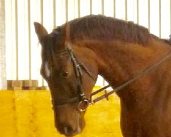 dressage horse Felix (Rhinelander, 1999, from Fidermark)