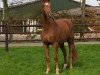 broodmare Chaccata (Oldenburg show jumper, 2014, from Chaccato)