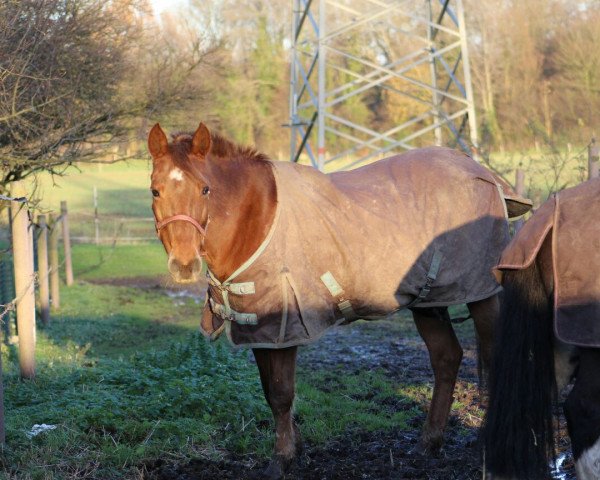 Pferd Menkhorsterslag's Sanne (New-Forest-Pony, 1992, von Young Winsome's Adrian)