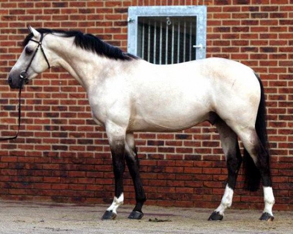 stallion Cream On Top (KWPN (Royal Dutch Sporthorse), 2007, from Concorde)