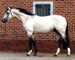 stallion Cream On Top (KWPN (Royal Dutch Sporthorse), 2007, from Concorde)