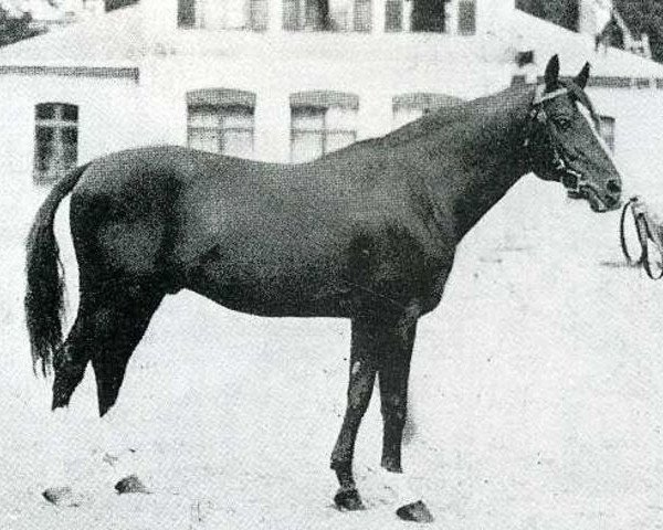 stallion Nil Bleu AA (Anglo-Arabs, 1914, from Telmese ox)