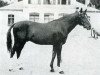 stallion Nil Bleu AA (Anglo-Arabs, 1914, from Telmese ox)
