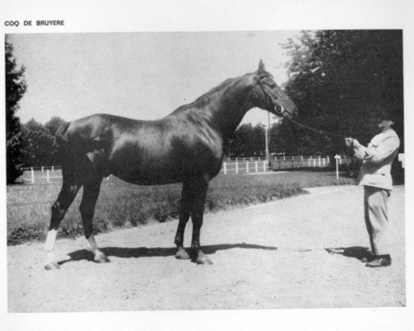 stallion Coq de Bruyere AA (Anglo-Arabs, 1959, from Saint Laurent 1948 ox)